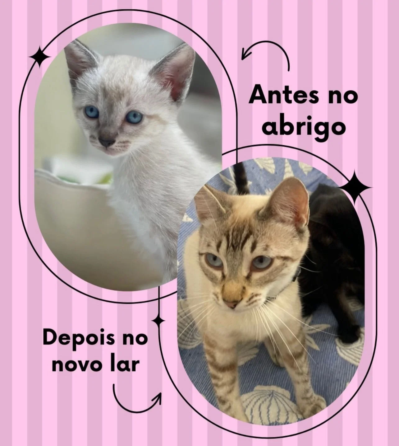 Transformação - Do abrigo ao novo lar