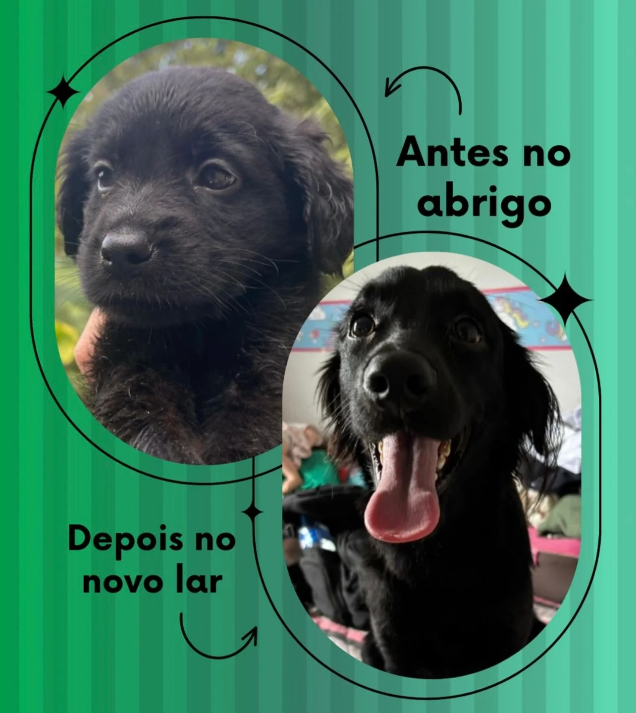 Transformação - Do abrigo ao novo lar