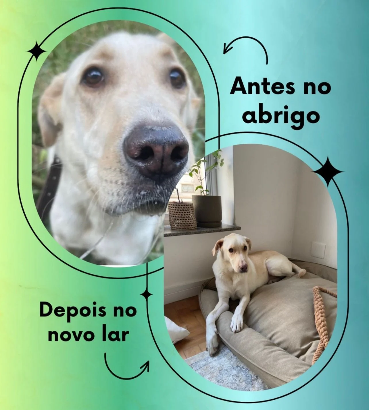 Transformação - Do abrigo ao novo lar