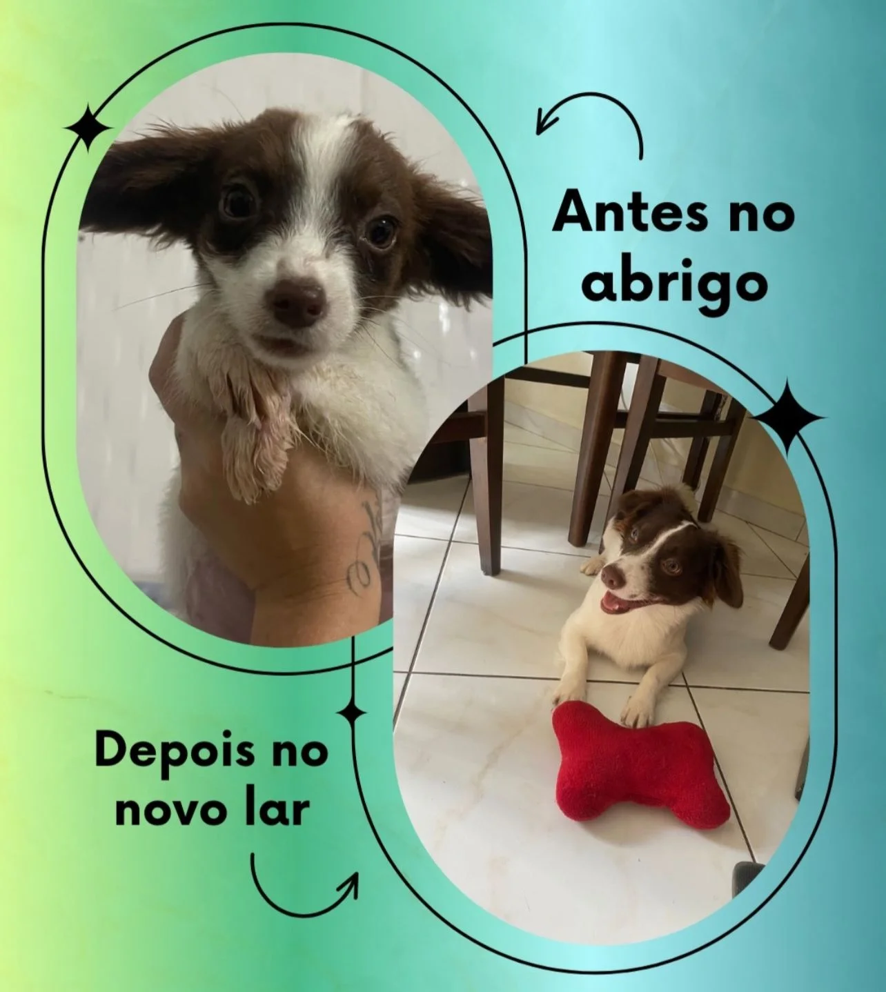 Transformação - Do abrigo ao novo lar