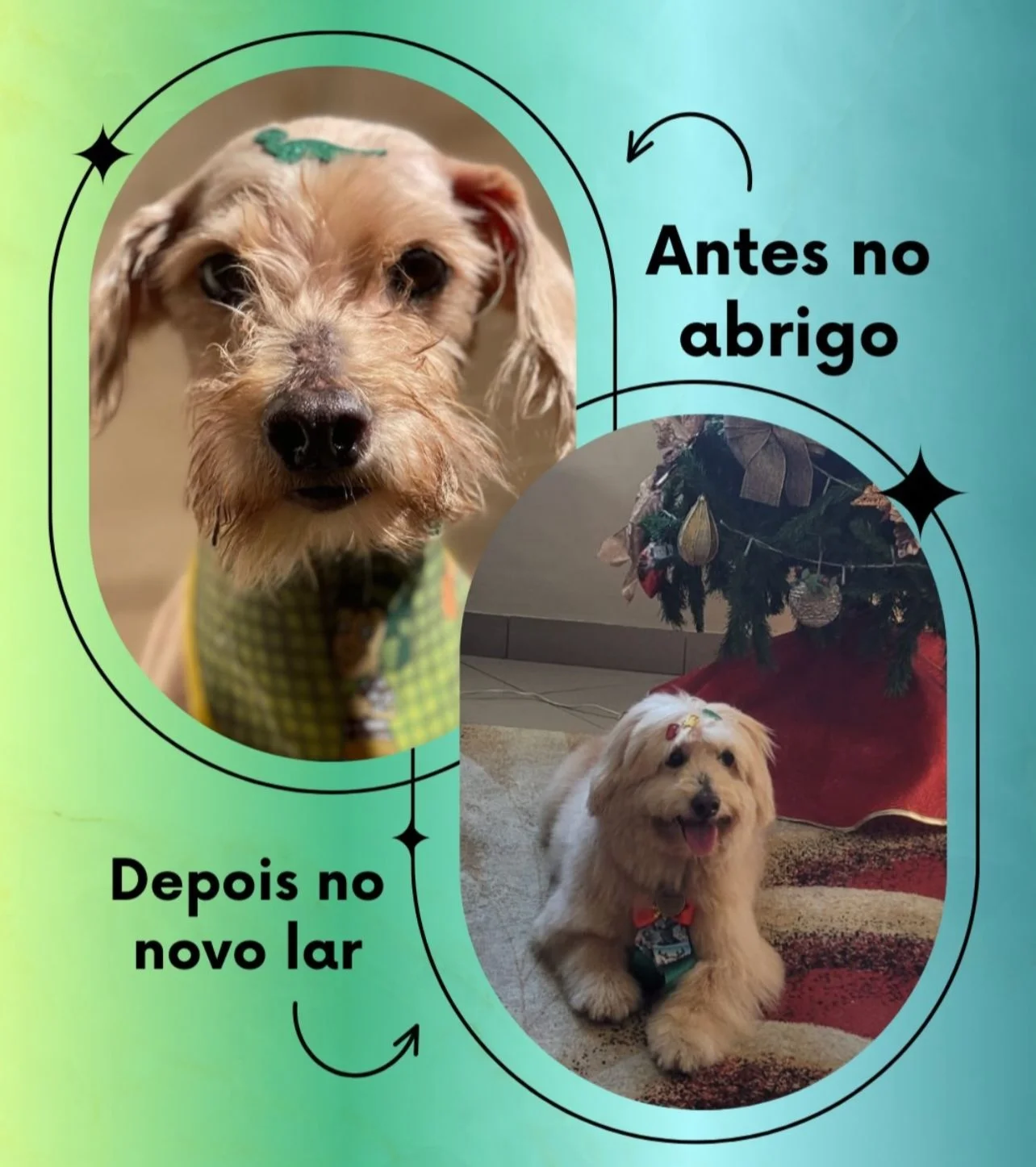 Transformação - Do abrigo ao novo lar
